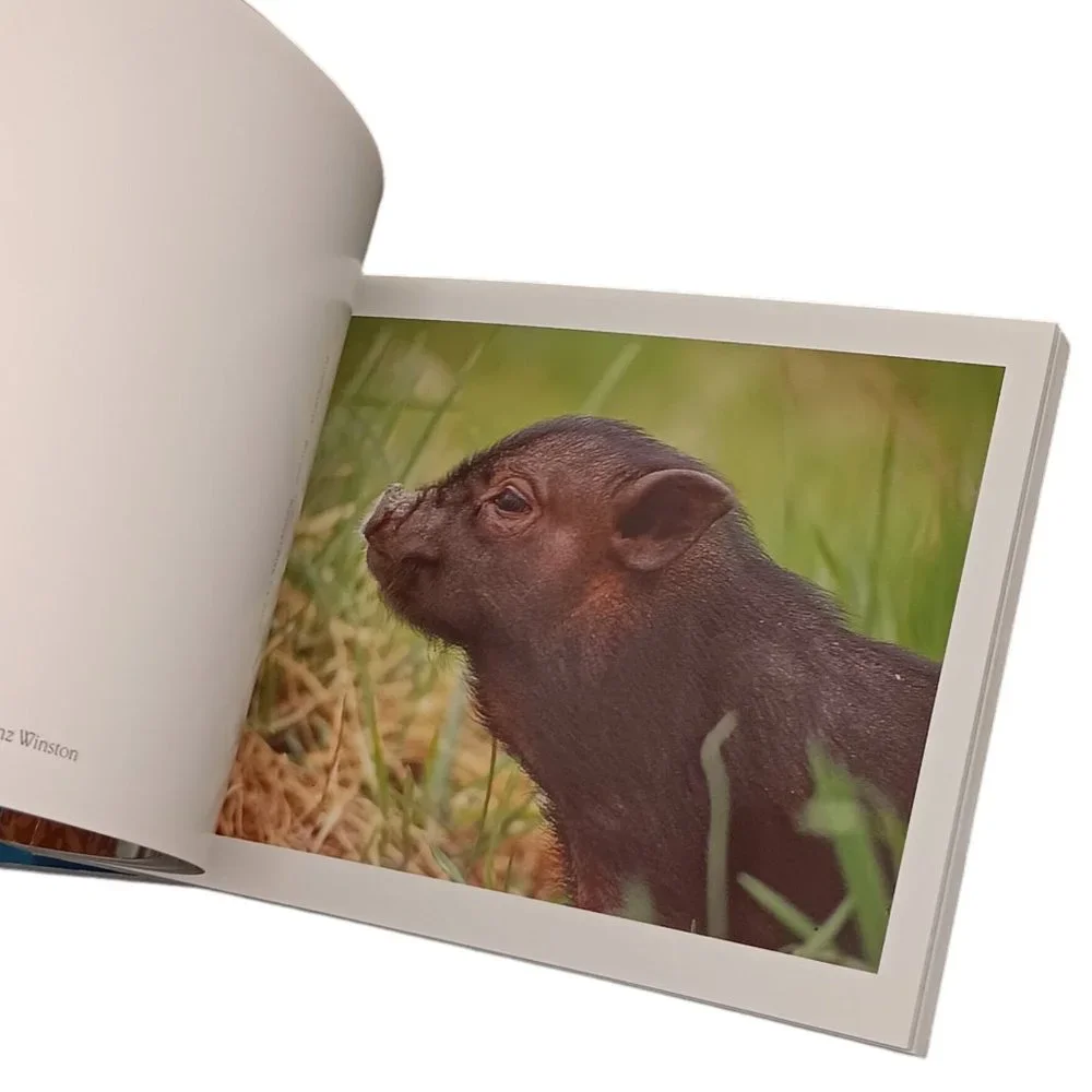 Pigs Book Of Postcards Set Of Two 21 and 30 Postscards Vintage Ephemera